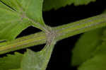 Wild parsnip